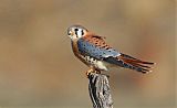 American Kestrel